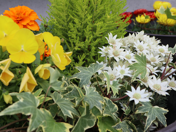 iwamizawaいずみ薬局