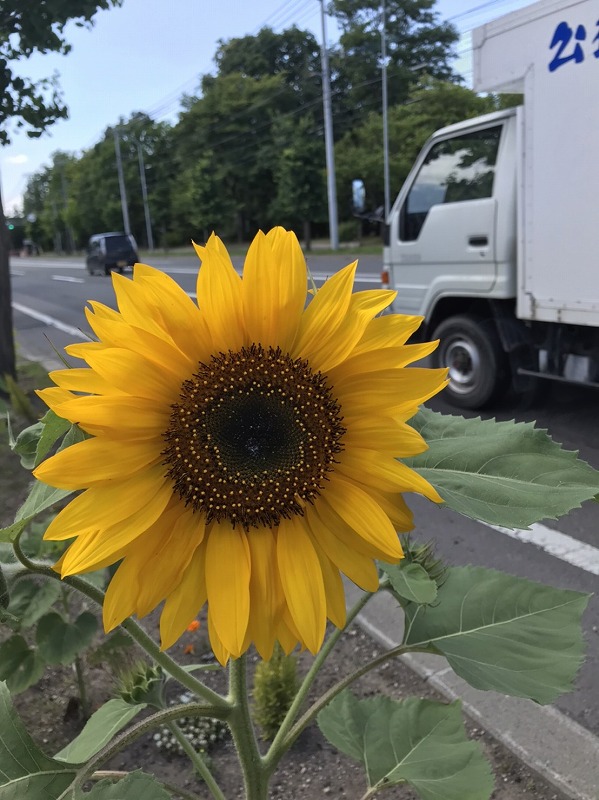 iwamizawaいずみ薬局